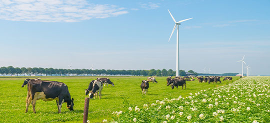 Koeien in de wei met windmolens op de achtergrond