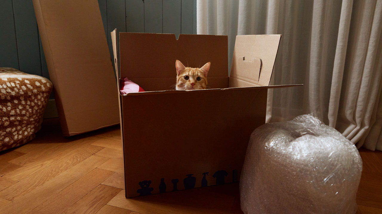 Een kat kijkt vanuit een verhuisdoos